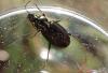 Agonum muelleri